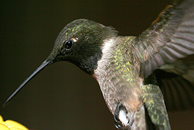 hummingbirds new mexico