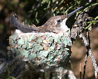 birding new mexico