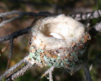 birding new mexico