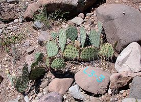 hiking southwest new mexico