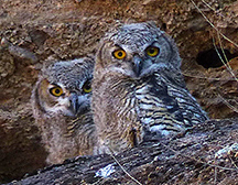 owl fledglings