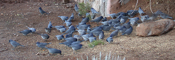 pinyon jays