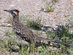 roadrunner