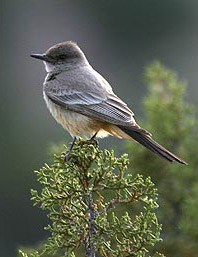 birdwatching silver city new mexico