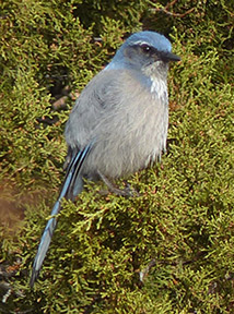 woodhouse's scrub jay