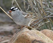 birding southwest new mexico