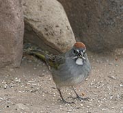 birdwatching silver city new mexico