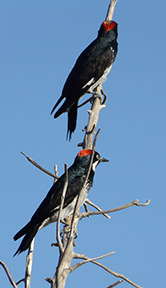 woodpeckers